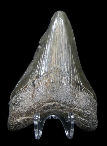 Juvenile Megalodon Tooth - South Carolina #37646